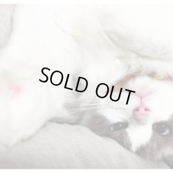 画像1: EMITATION / Distribution channel of the three clouds (cd) Raw calorie 