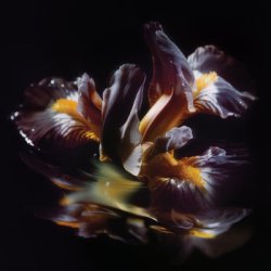 画像1: ■予約商品■ RAEIN / Forme Sommerse 『水底の象像』 (cd) 3La -Longlegslongarms  
