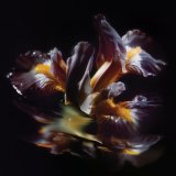画像: RAEIN / Forme Sommerse 『水底の象像』 (cd) 3La -Longlegslongarms  