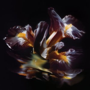 画像: RAEIN / Forme Sommerse 『水底の象像』 (cd) 3La -Longlegslongarms