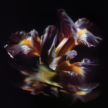 画像1: ■予約商品■ RAEIN / Forme Sommerse 『水底の象像』 (cd) 3La -Longlegslongarms  